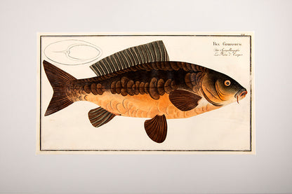Plate XVII. Rex Gyprinorum. Der Spiegelkarpfen. La Reine d'Carpes.