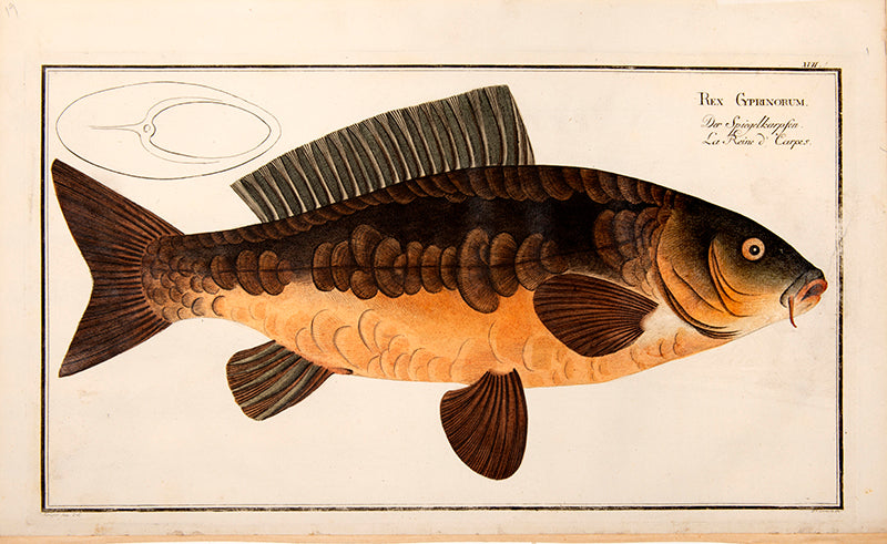 Plate XVII. Rex Gyprinorum. Der Spiegelkarpfen. La Reine d'Carpes.