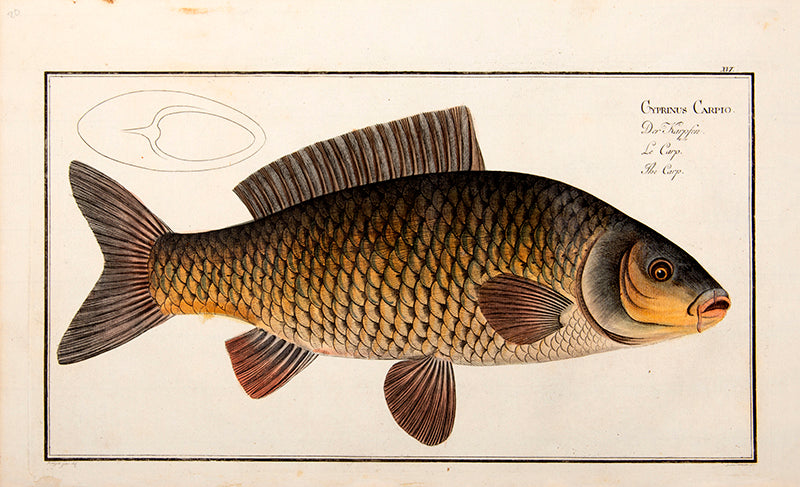 Plate XVI. Cyprinus Carpio. Der Karpfen. Le Carp. The Carp.