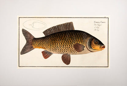 Plate XVI. Cyprinus Carpio. Der Karpfen. Le Carp. The Carp.
