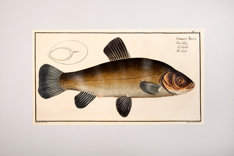 Plate XIV. Cyprinus Tinca. Der Schley. La Tanche. The Tench.