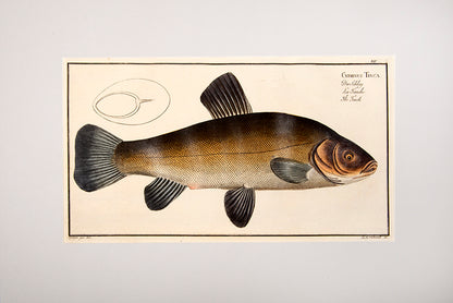 Plate XIV. Cyprinus Tinca. Der Schley. La Tanche. The Tench.