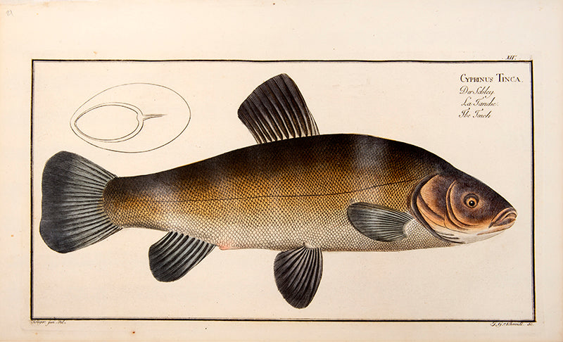Plate XIV. Cyprinus Tinca. Der Schley. La Tanche. The Tench.