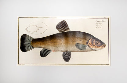 Plate V. Cyprinus Dobula. Der Döbel. La Dobule.