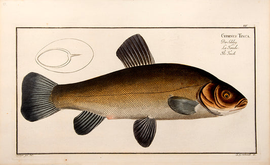 Plate V. Cyprinus Dobula. Der Döbel. La Dobule.