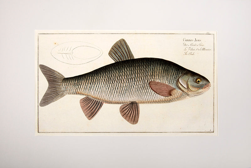 Plate VI. Cyprinus Jeses. Der Aland od: Göse. Le Vilain Oule Meunier. The Chub.