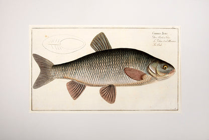 Plate VI. Cyprinus Jeses. Der Aland od: Göse. Le Vilain Oule Meunier. The Chub.