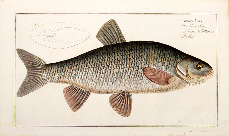 Plate VI. Cyprinus Jeses. Der Aland od: Göse. Le Vilain Oule Meunier. The Chub.