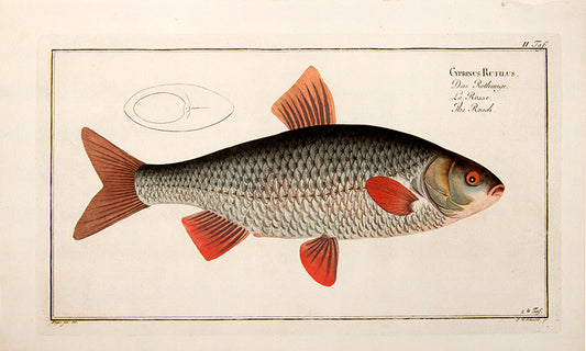 Plate II. Cyprinus Rutilus. Das Rothauge. La Rosse. The Roach.