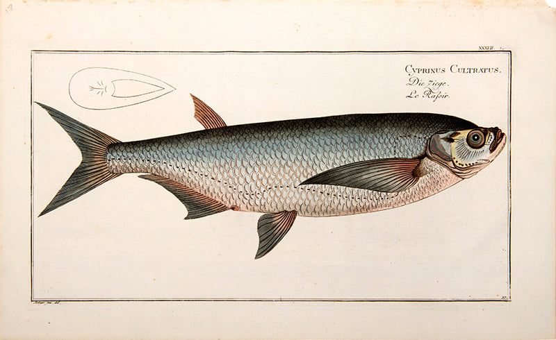 Plate XXXVII. Cyprinus Cultratus. Die Ziege. Le Rafoir.