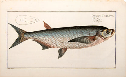 Plate XXXVII. Cyprinus Cultratus. Die Ziege. Le Rafoir.