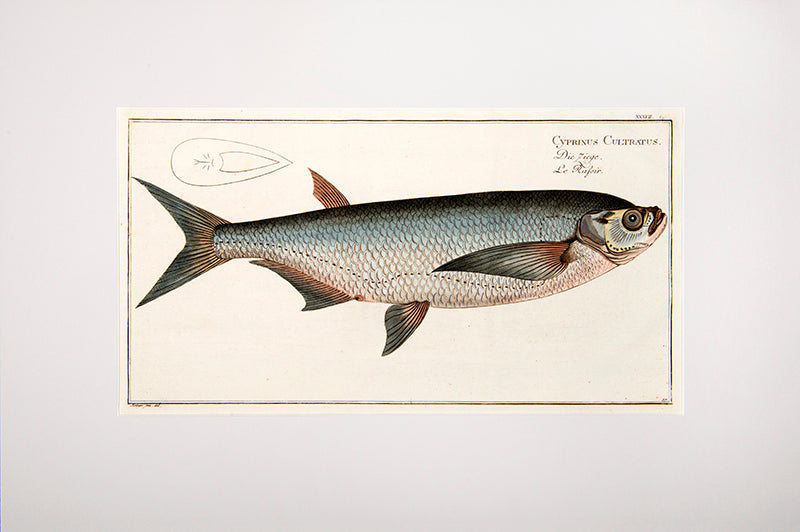 Plate XXXVII. Cyprinus Cultratus. Die Ziege. Le Rafoir.