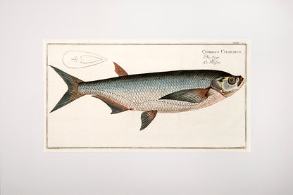 Plate XXXVII. Cyprinus Cultratus. Die Ziege. Le Rafoir.
