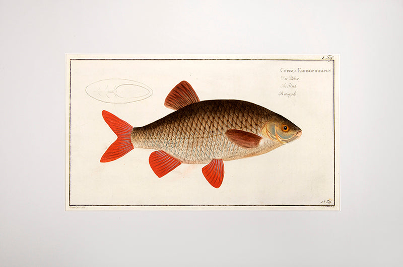 Plate I. Cyprinus Erithrophthalmus. Die Plötze. The Rud. Rotengle.