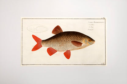 Plate I. Cyprinus Erithrophthalmus. Die Plötze. The Rud. Rotengle.