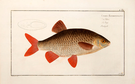 Plate I. Cyprinus Erithrophthalmus. Die Plötze. The Rud. Rotengle.