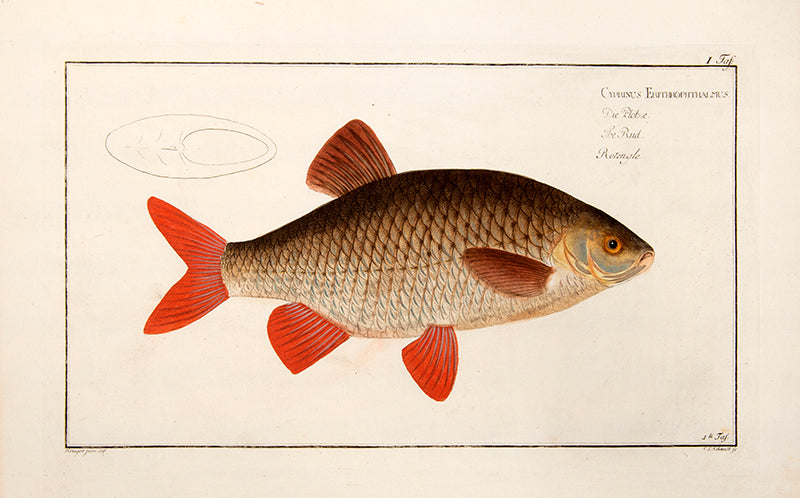 Plate I. Cyprinus Erithrophthalmus. Die Plötze. The Rud. Rotengle.