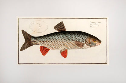 Plate XXXVI. Cyprinus Jdus. Der Kühling. L'Fde.
