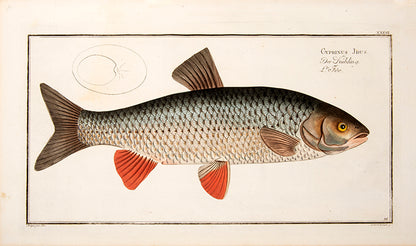Plate XXXVI. Cyprinus Jdus. Der Kühling. L'Fde.