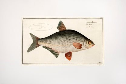 Plate X. Cyprinus Blicca. Die Güster. La Bordeliere.