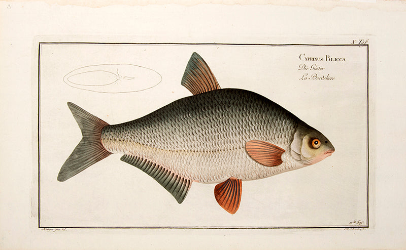Plate X. Cyprinus Blicca. Die Güster. La Bordeliere.