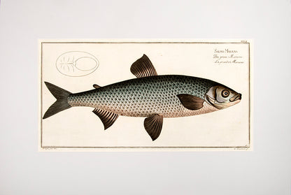 Original copperplate engraving of Sakmo Maraene which is the family of whitefish