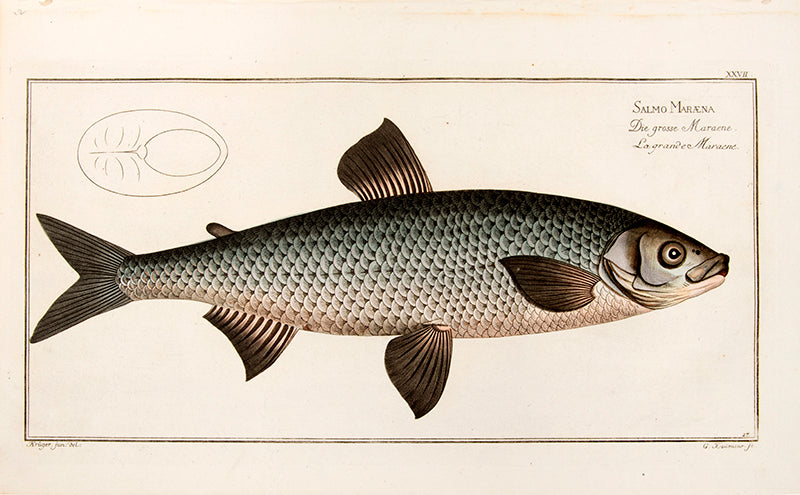 Original copperplate engraving of Sakmo Maraene which is the family of whitefish