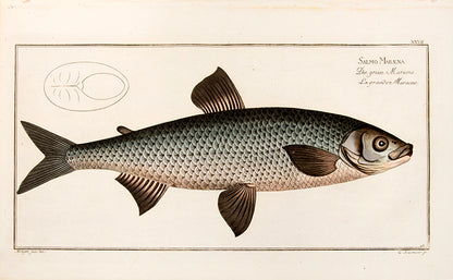 Original copperplate engraving of Sakmo Maraene which is the family of whitefish