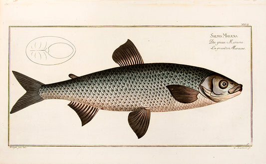 Original copperplate engraving of Sakmo Maraene which is the family of whitefish