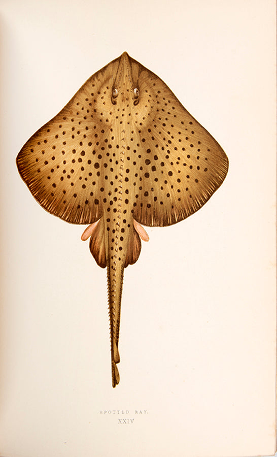 A finely bound set of the first work on British fish illustrated in colour, Jonathan Couch's History of the Fishes of the British Islands.