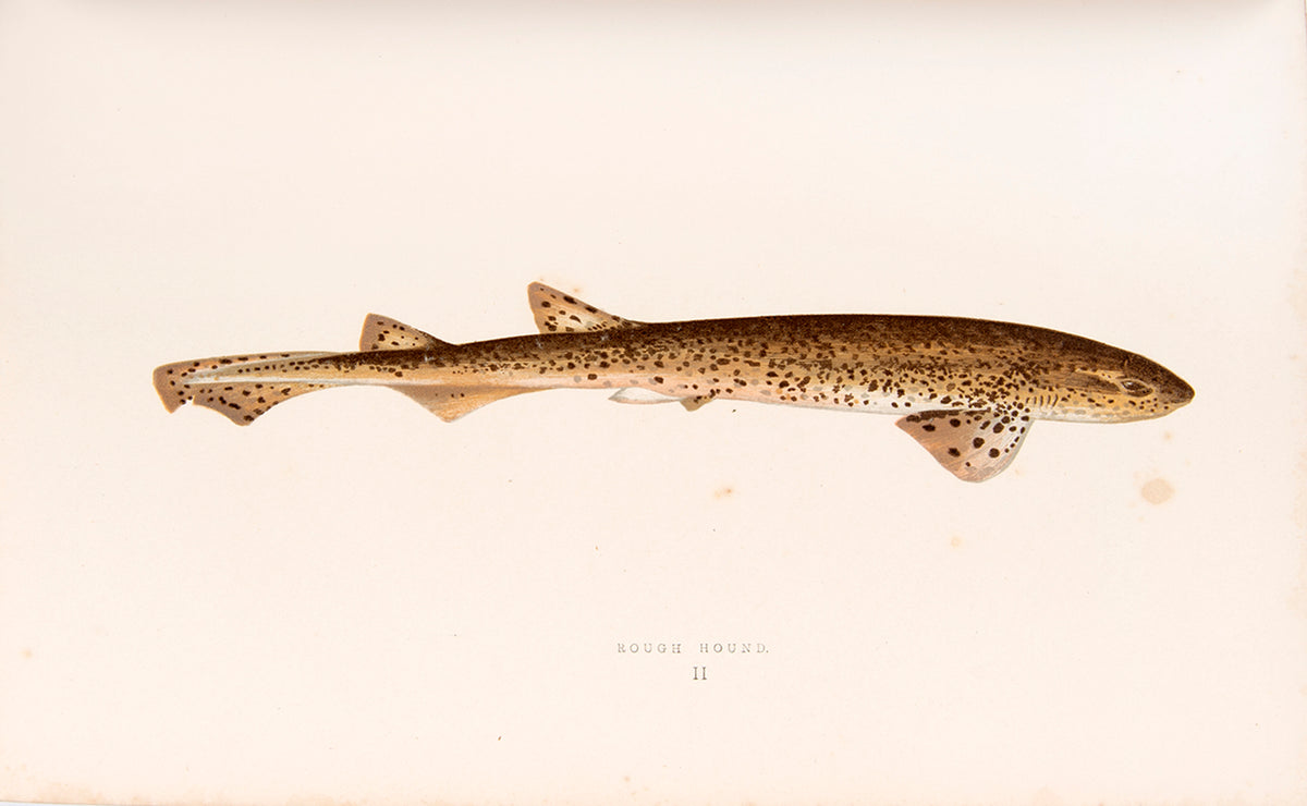 A finely bound set of the first work on British fish illustrated in colour, Jonathan Couch's History of the Fishes of the British Islands.