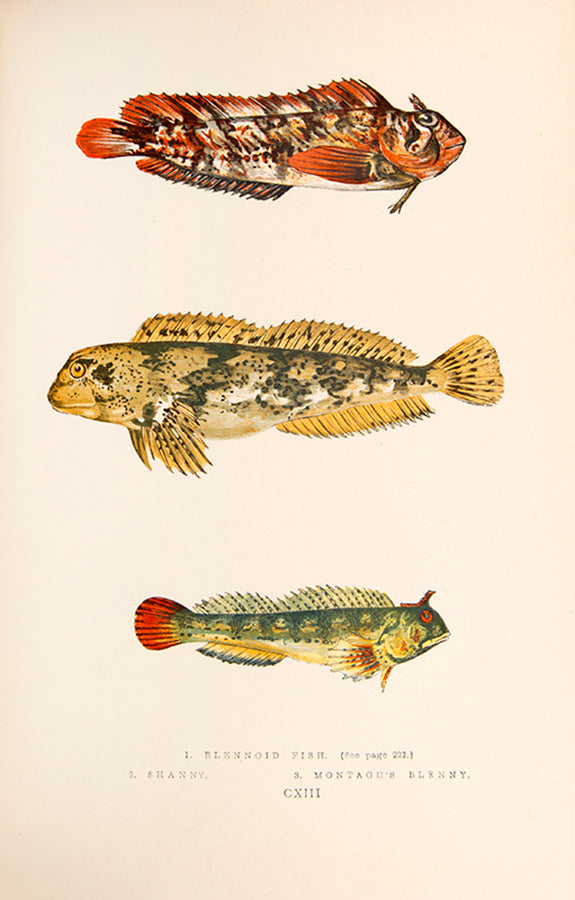 A finely bound set of the first work on British fish illustrated in colour, Jonathan Couch's History of the Fishes of the British Islands.