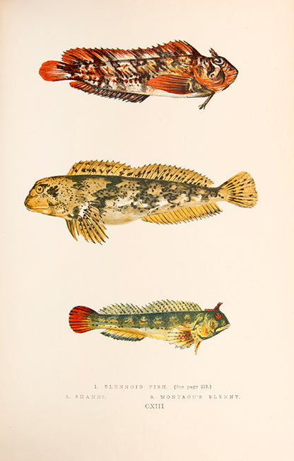A finely bound set of the first work on British fish illustrated in colour, Jonathan Couch's History of the Fishes of the British Islands.