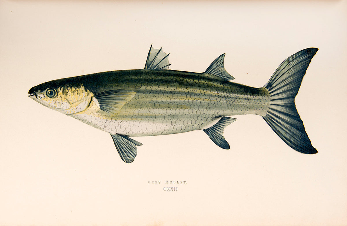 A finely bound set of the first work on British fish illustrated in colour, Jonathan Couch's History of the Fishes of the British Islands.