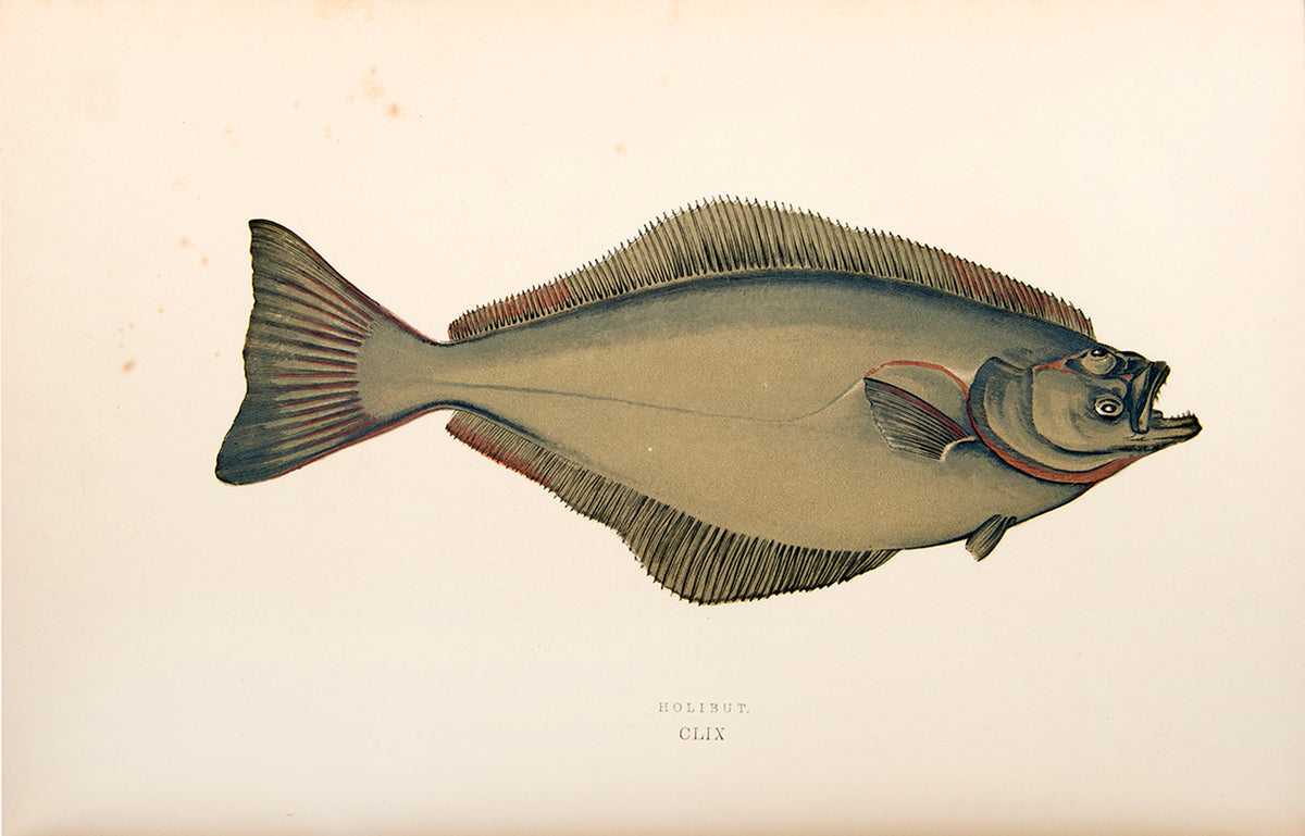 A finely bound set of the first work on British fish illustrated in colour, Jonathan Couch's History of the Fishes of the British Islands.