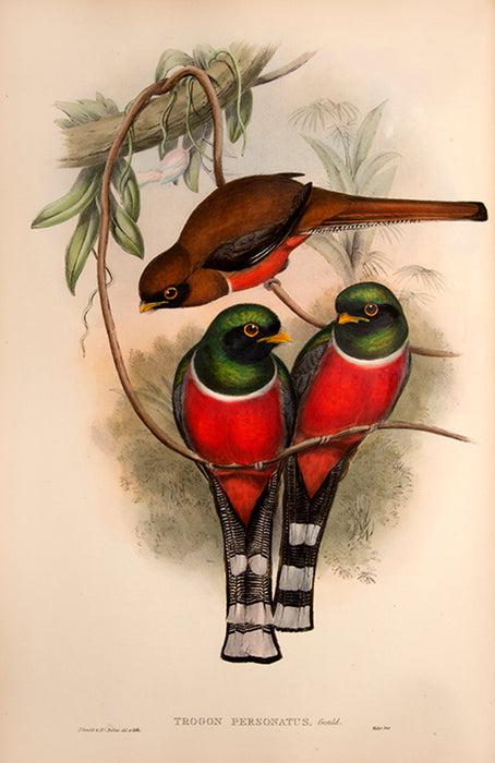 A Monograph of the Trogonidae, or Family of Trogons.