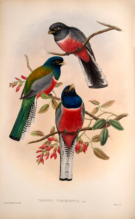 A Monograph of the Trogonidae, or Family of Trogons.