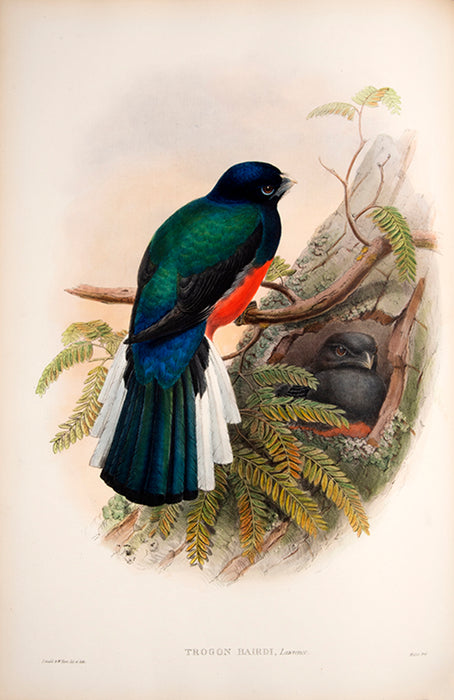 A Monograph of the Trogonidae, or Family of Trogons.