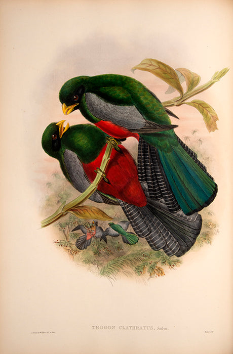 A Monograph of the Trogonidae, or Family of Trogons.