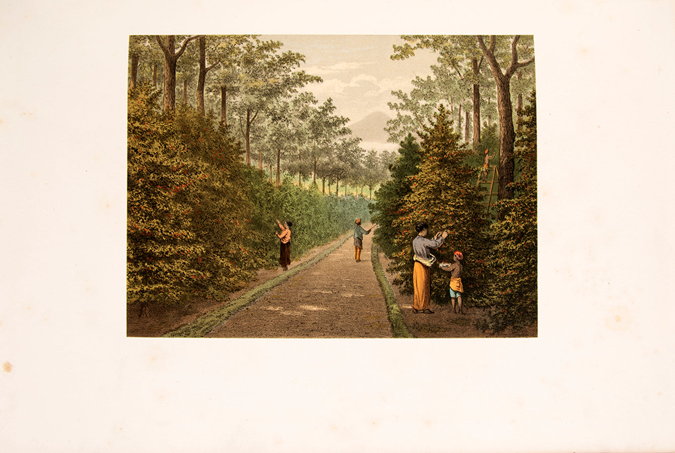 Rare complete set consisting of Batavia, Java, Buitenzorg, and De Buitenbezittingen (outer possessions).