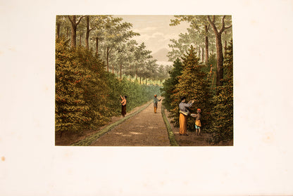 Rare complete set consisting of Batavia, Java, Buitenzorg, and De Buitenbezittingen (outer possessions).