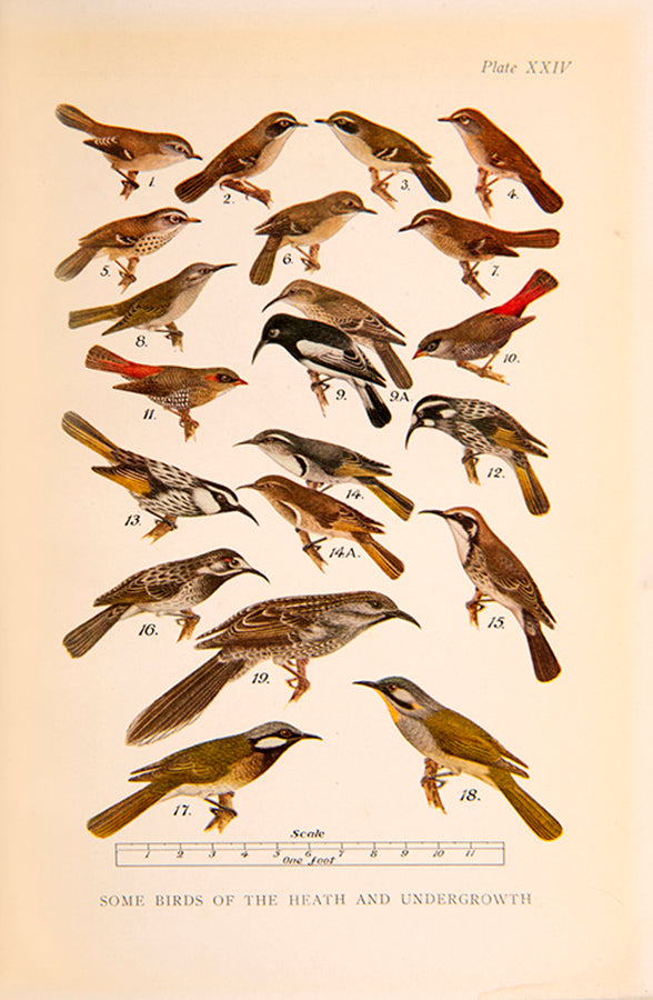 Scarce first edition of What Bird is That by Neville Cayley, the first comprehensive illustrated field guide to Australian birds.