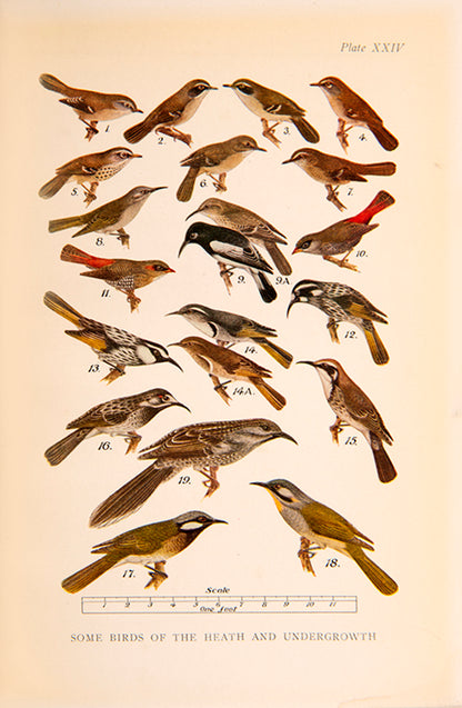 Scarce first edition of What Bird is That by Neville Cayley, the first comprehensive illustrated field guide to Australian birds.