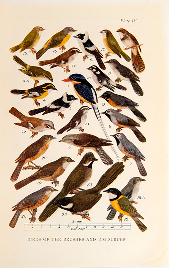 Scarce first edition of What Bird is That by Neville Cayley, the first comprehensive illustrated field guide to Australian birds.