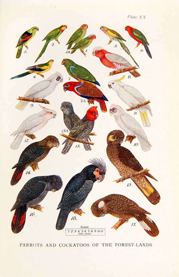 Scarce first edition of What Bird is That by Neville Cayley, the first comprehensive illustrated field guide to Australian birds.