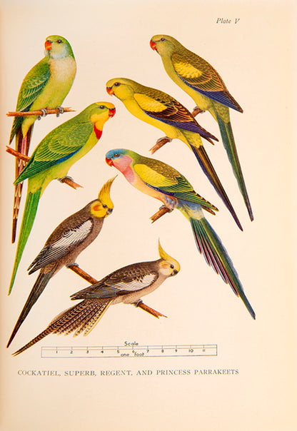 First edition of Australian Parrots by Neville Cayley, the author of Australia's most popular field guide What Bird is That. 