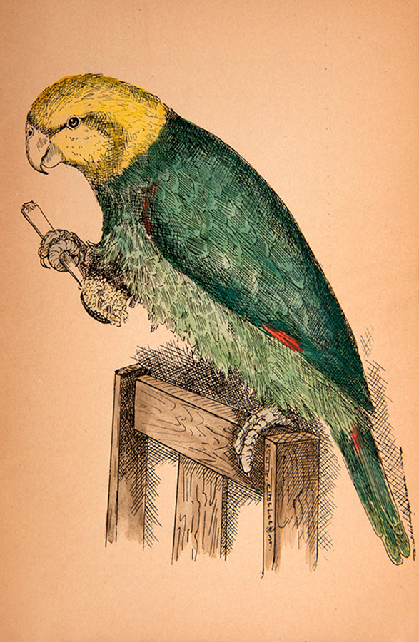The Talking Parrot and Its Care by Armistead Carter, a rare pamphlet with two hand-coloured illustrations & interesting ads for bird and reptile supplies.