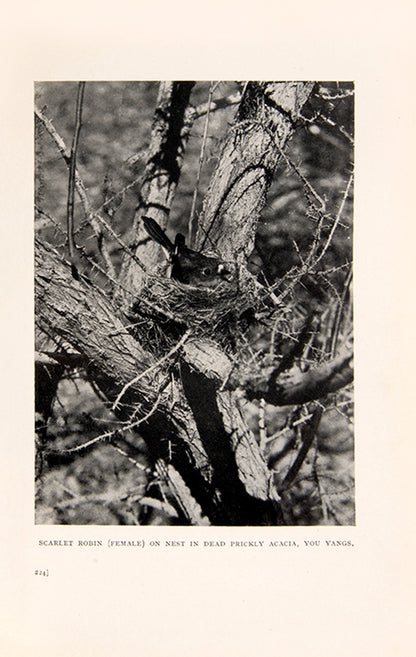 First edition of one of the most significant of Australian bird books, The Birds of the District of Geelong by Charles E. Belcher.