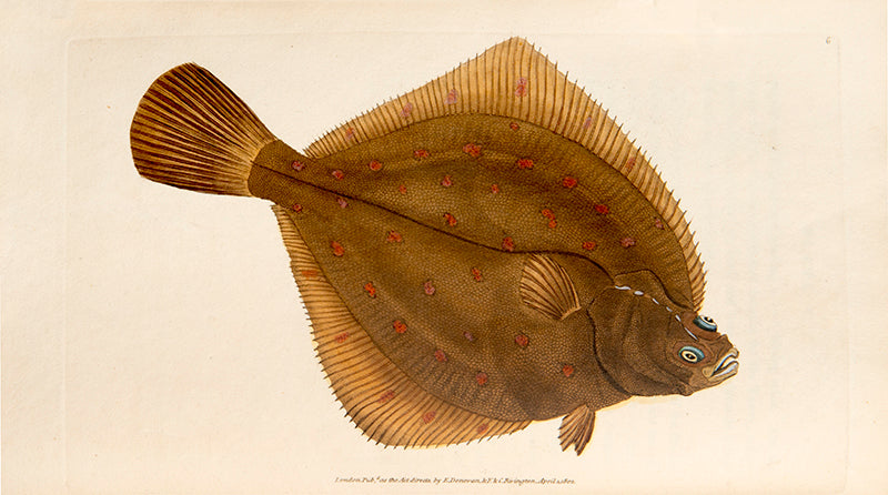 The Natural History of British Fishes,