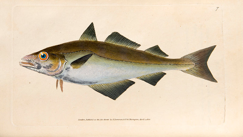 The Natural History of British Fishes,